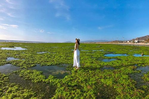 Vẻ đẹp mê hoặc của cánh đồng rong biển xanh mướt ở Ninh Thuận hút khách du lịch