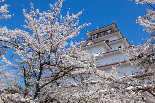 Du khách Việt đổ xô đặt tour sang Nhật ngắm hoa anh đào nở rộ