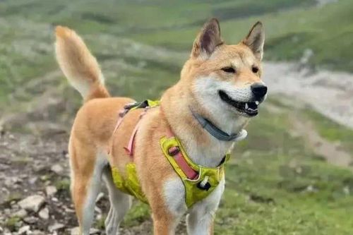 Chó đi lạc, chủ treo thưởng 175 triệu tìm kiếm nhưng nhận về cái kết đau lòng