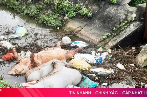 Tiêu hủy hơn 1,3 tấn lợn chết trôi nổi trên kênh N9