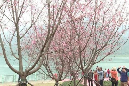 Hoa anh đào nở rộ tại Hong Kong, thu hút nhiều du khách