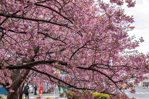 Hàng nghìn cây hoa anh đào ở Kanagawa bắt đầu nở rộ