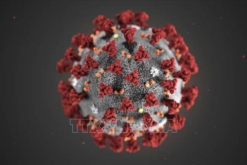 Giới khoa học trấn an về thông tin chủng virus corona mới có thể xâm nhập tế bào người