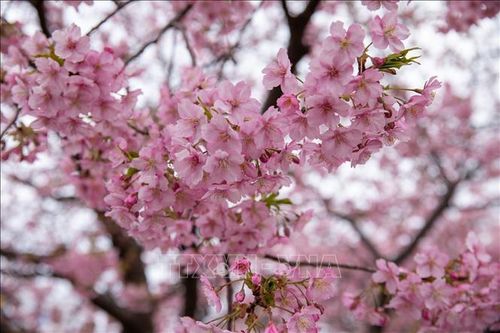 Nhật Bản: Hoa anh đào kawazu bắt đầu khoe sắc trong nắng Xuân