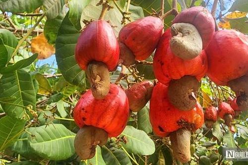 Nông dân Bình Phước 'mất ăn mất ngủ' lo thất thu mùa điều
