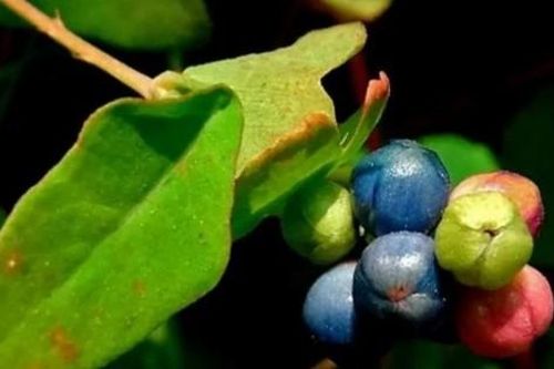Rau dại khiến rắn cũng phải né, có người hái bán mà kiếm bộn