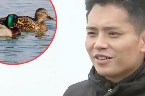 Bỏ phố về quê, kiếm hàng chục tỉ/năm nhờ chăn vịt