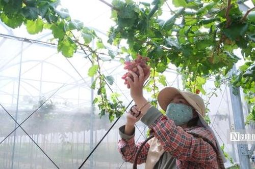Lợi ích kép từ kế hoạch phát triển sản phẩm nho OCOP gắn với du lịch trải nghiệm của Ninh Thuận