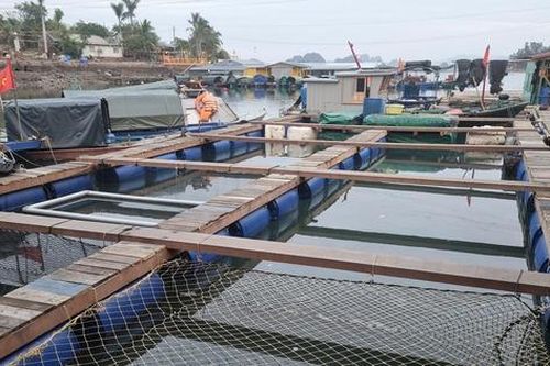 Quảng Ninh đẩy nhanh tiến độ giao mặt biển nuôi thủy sản