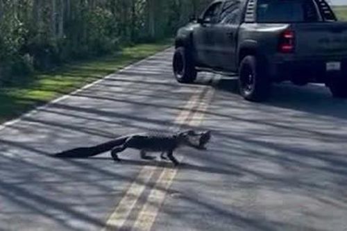 Con cá sấu 'cứng đầu' nhất Florida, nhất quyết không rời bữa ăn dù đang băng qua đường