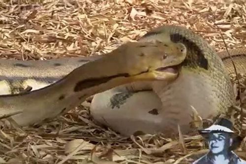 CLIP: Đói quá hóa điên, trăn gấm tự nuốt chính mình