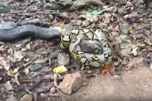 CLIP: Dù sắp mất mạng do trúng nọc độc của rắn hổ mang chúa, trăn gấm vẫn khiến đối thủ chết theo mình