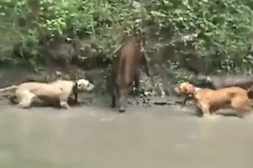 CLIP: Kinh hãi trước màn thủy chiến của 3 con chó Pitbull và lợn rừng