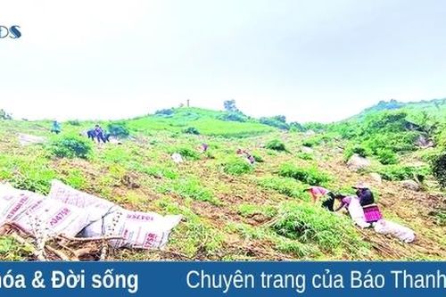 Để tiếp tục khẳng định giá trị cây sắn