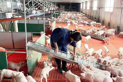Giá heo hơi tăng nhưng cần thận trọng khi tái đàn