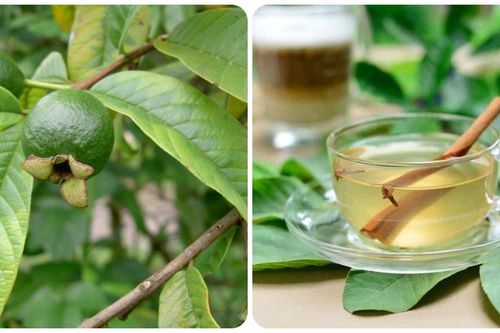 Tác dụng diệu kỳ của lá ổi với sức khỏe