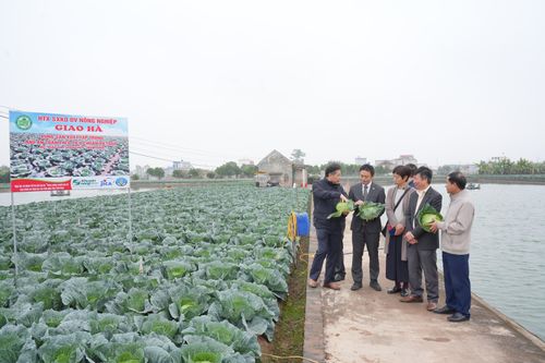 Tăng cường chuỗi giá trị cây trồng an toàn tại các tỉnh phía Bắc