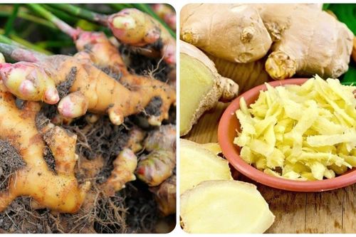 Chuyên gia khuyến cáo 2 nhóm người không nên ăn gừng