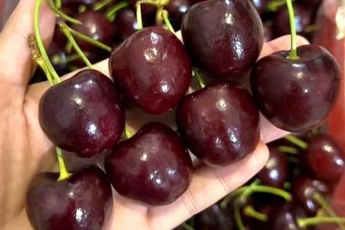 Cherry giá rẻ 'giật mình' bày bán khắp nơi, chuyên gia nói gì?