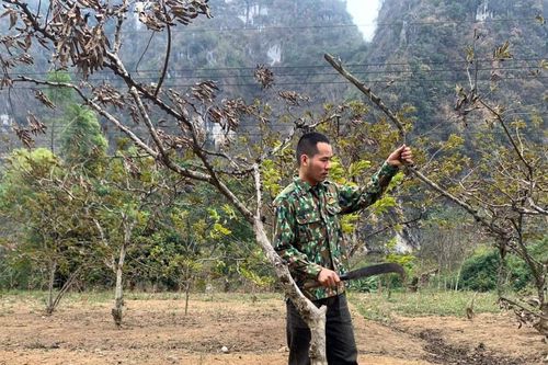 Chi Lăng (Lạng Sơn): Người trồng na lao đao vì khô hạn