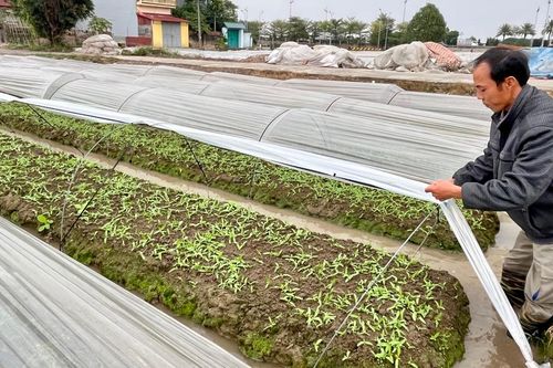 Hà Nội: nông dân 'căng mình' chống mưa rét cho rau màu