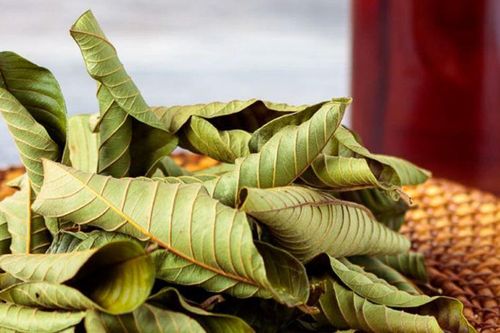 Uống nước lá ổi khô rất tốt cho sức khỏe