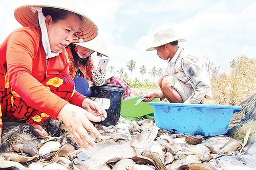 Xây lại mùa cá đồng U Minh hạ