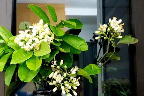 Hương bưởi về trên phố…