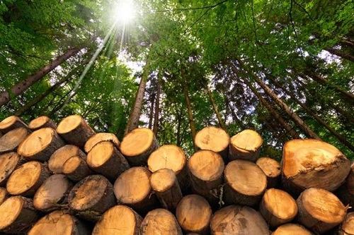 Loại gỗ quý hiếm hơn 'vàng lộ thiên' được lùng mua ráo riết
