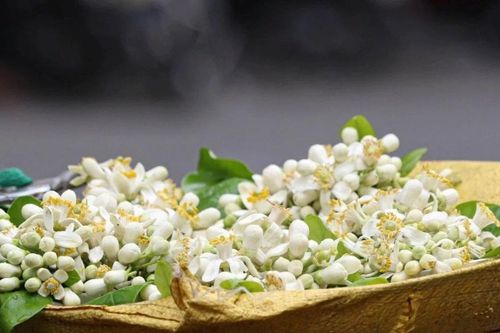 Hương bưởi đầu mùa len lỏi từng góc phố Hà Nội