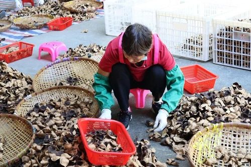 Ở nơi 'vàng' mọc trên cây