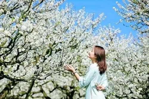 Hoa mận Mộc Châu 'khoác lên tấm áo trắng tinh khôi' hút hồn du khách