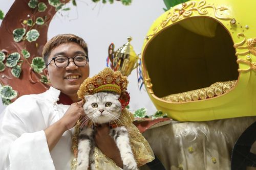 250 thú cưng diện trang phục độc đáo, catwalk so tài tại TPHCM