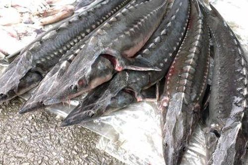 Kon Tum: Xử phạt 70 triệu đồng cơ sở kinh doanh cá tầm không rõ nguồn gốc