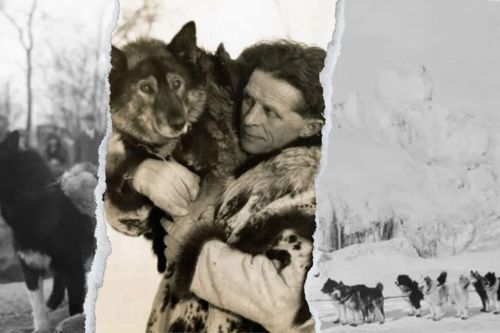 Kỳ tích của những chú chó giúp Alaska chống dịch bệnh chết người cách đây 100 năm - Kỳ 1