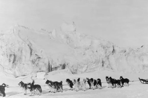 Kỳ tích của những chú chó giúp Alaska chống dịch bệnh chết người cách đây 100 năm - Kỳ cuối
