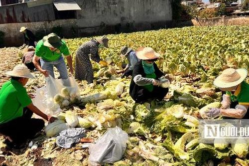 Gia Lai: Rau rớt giá, nông dân chật vật tìm đầu ra