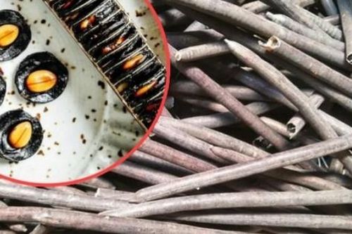 Quả 'ngoài hành tinh' giá hơn 200.000đ/kg, ai nhìn cũng tưởng khúc gỗ