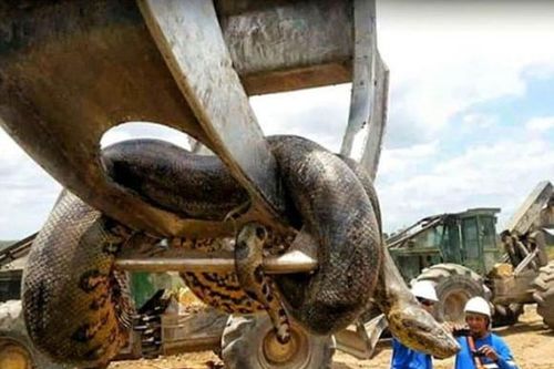 Con trăn lớn nhất thế giới từng được phát hiện có kích thước bao nhiêu?