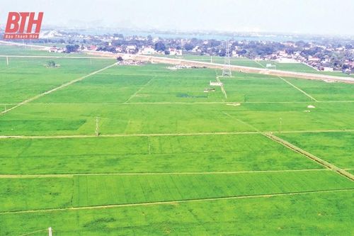 Sản xuất lúa gạo chất lượng cao