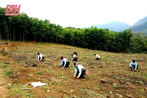 Nâng cao hiệu quả kinh tế rừng trồng