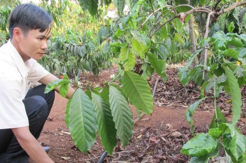 Gia Lai có trên 57 ngàn ha cây trồng ứng dụng công nghệ tưới tiết kiệm nước