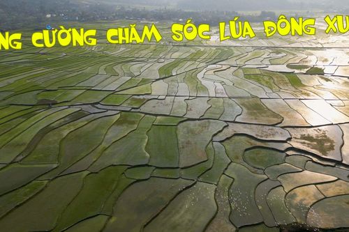 Tăng cường chăm sóc lúa đông xuân