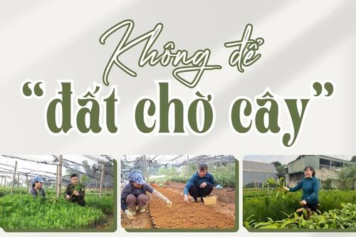 Không để 'đất chờ cây'