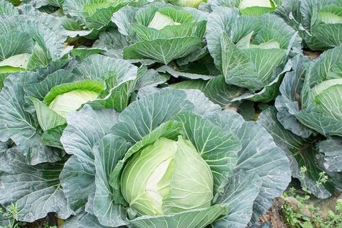 Ăn bắp cải sống hay chín tốt hơn?