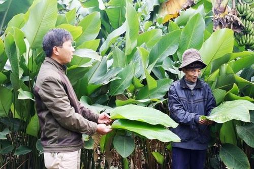 Cho phép sử dụng địa danh đăng ký nhãn hiệu 'Lá dong Tràng Cát'