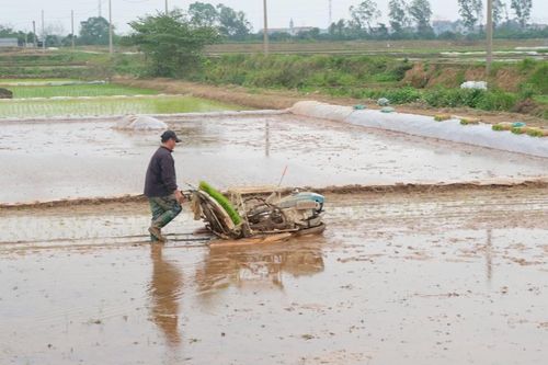 Giải pháp 'kép' nâng cao giá trị cho lúa gạo Thủ đô