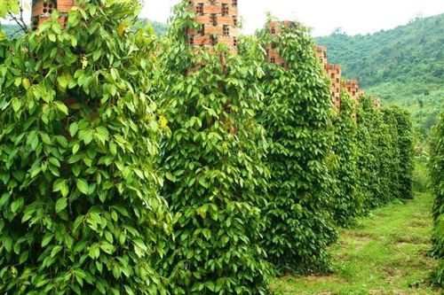 Giá tiêu hôm nay 24/2/2025: cả tuần tăng tốt, Gia Lai thêm tới 3.000 đồng/kg
