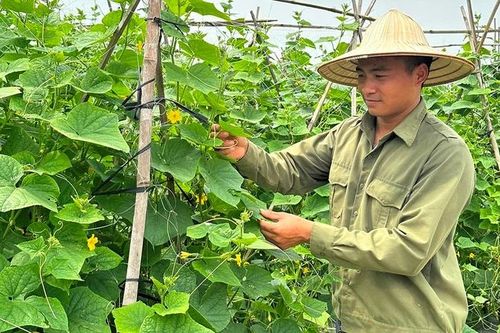 Tăng cường sản xuất, sử dụng phân bón hữu cơ để tăng lợi ích cho nông nghiệp
