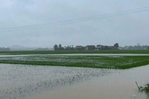 Mưa trái mùa, hàng ngàn hecta lúa và hoa màu ở Phú Yên bị thiệt hại